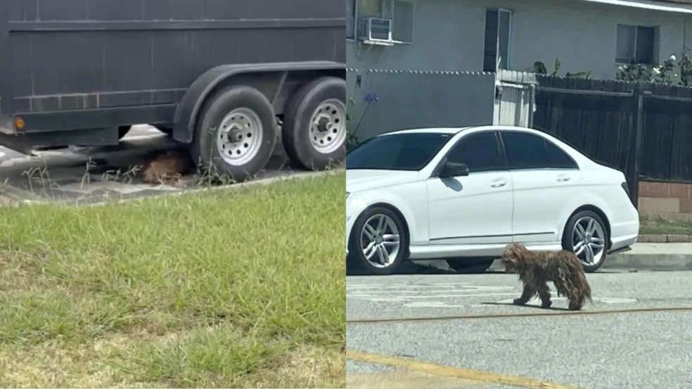 Cachorro abandonado é resgatado