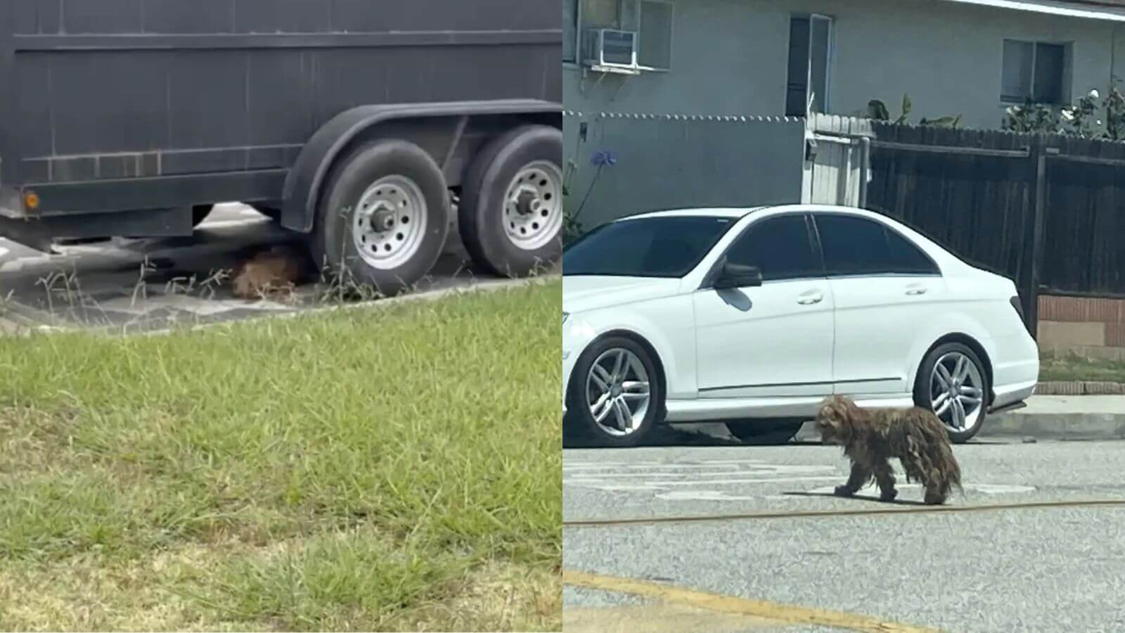 Cachorro abandonado é resgatado