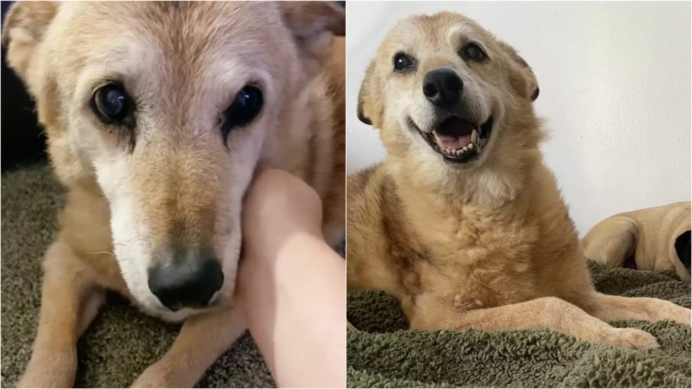 Cachorro adotado Cachorro adotado