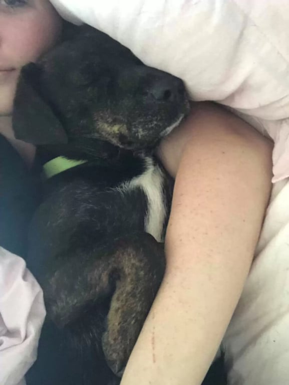 Cachorro deitado com mulher