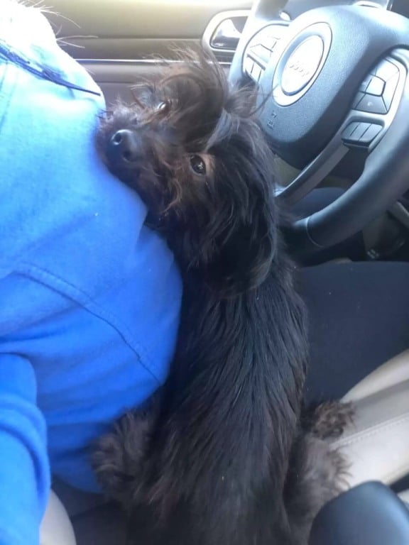 Cachorro deitado com homem