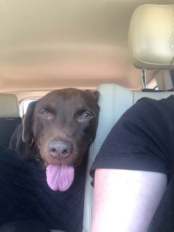 Cachorro deitado em carro