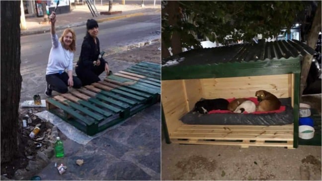 Mulheres constroem casa para cachorros de rua