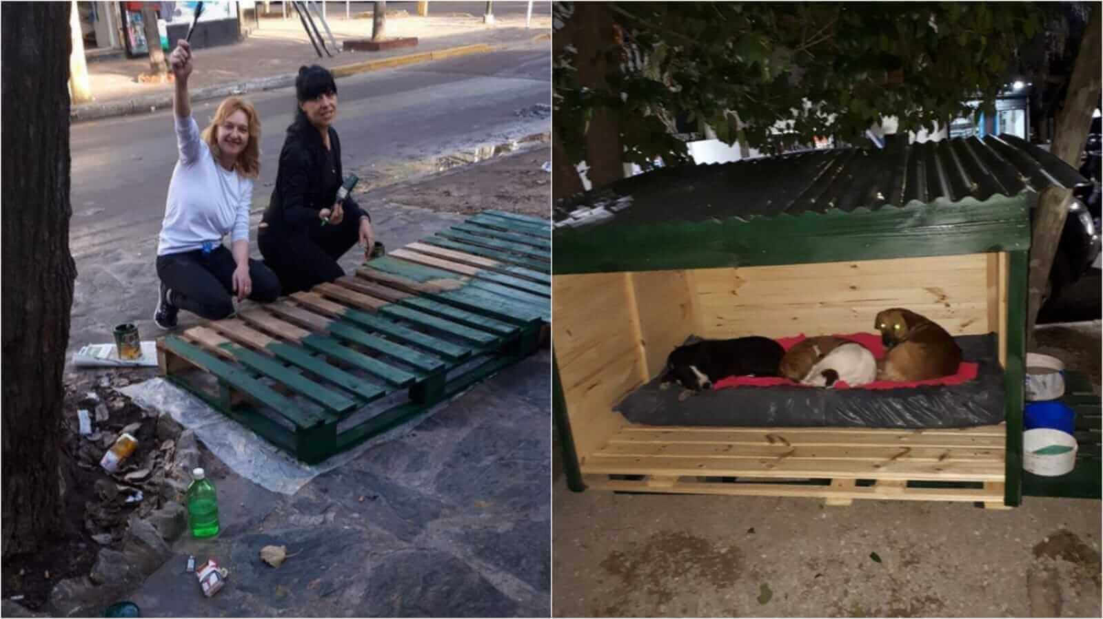 Mulheres constroem casa para cachorros de rua