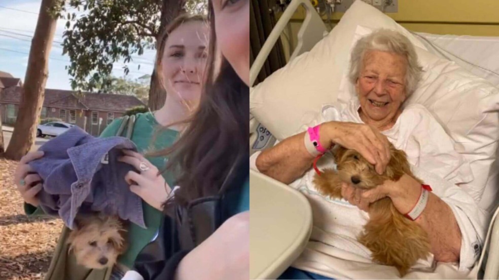 Mulheres levam cachorro escondido para o hospital alegrar amiga internada