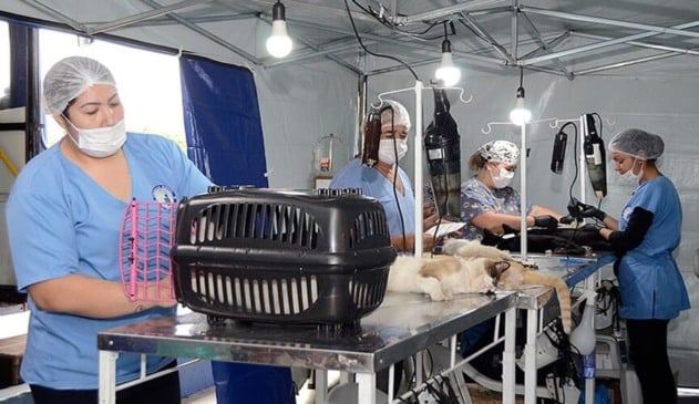 Mutirão de castração beneficia mais de 300 animais em Várzea Paulista