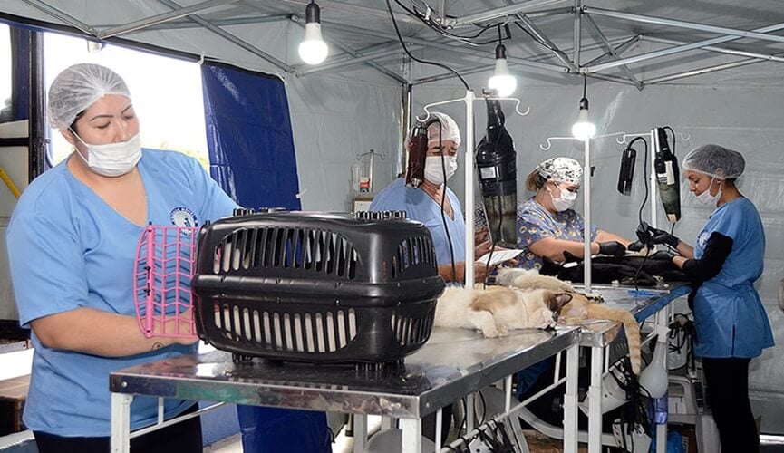 Mutirão de castração beneficia mais de 300 animais em Várzea Paulista