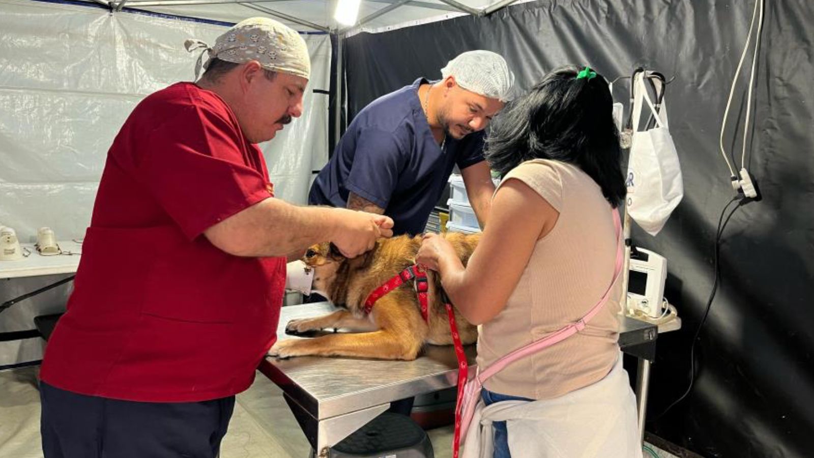 Castração em Itupeva