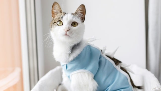 Gata com roupa cirúrgica