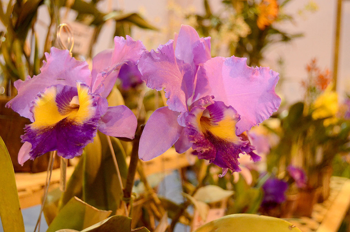 A cidade é conhecida pelos eventos que expõem orquídeas 