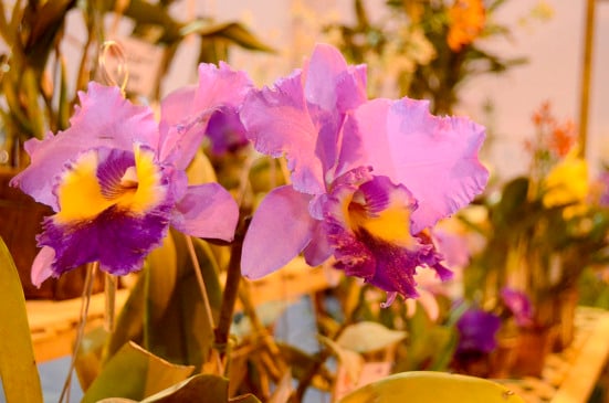 A cidade é conhecida pelos eventos que expõem orquídeas 