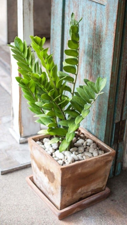 Zamioculcas