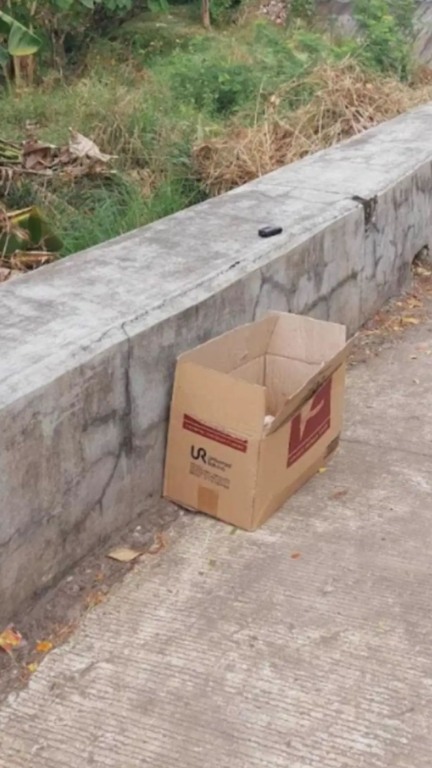 Nove filhotes de cachorro são resgatados por ciclistas e acolhidos por abrigo