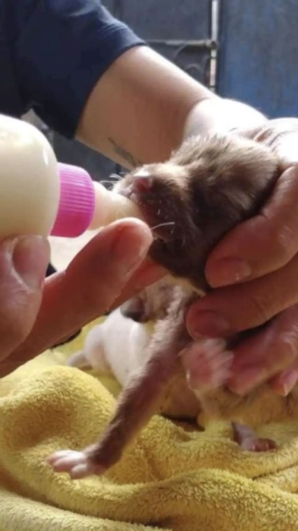 Nove filhotes de cachorro são resgatados por ciclistas e acolhidos por abrigo