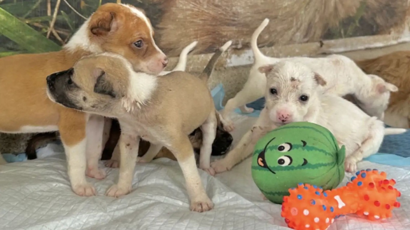 Nove filhotes de cachorro são resgatados por ciclistas e acolhidos por abrigo