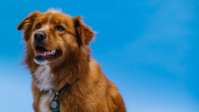 (Foto: RODNAE Productions/Pexels)