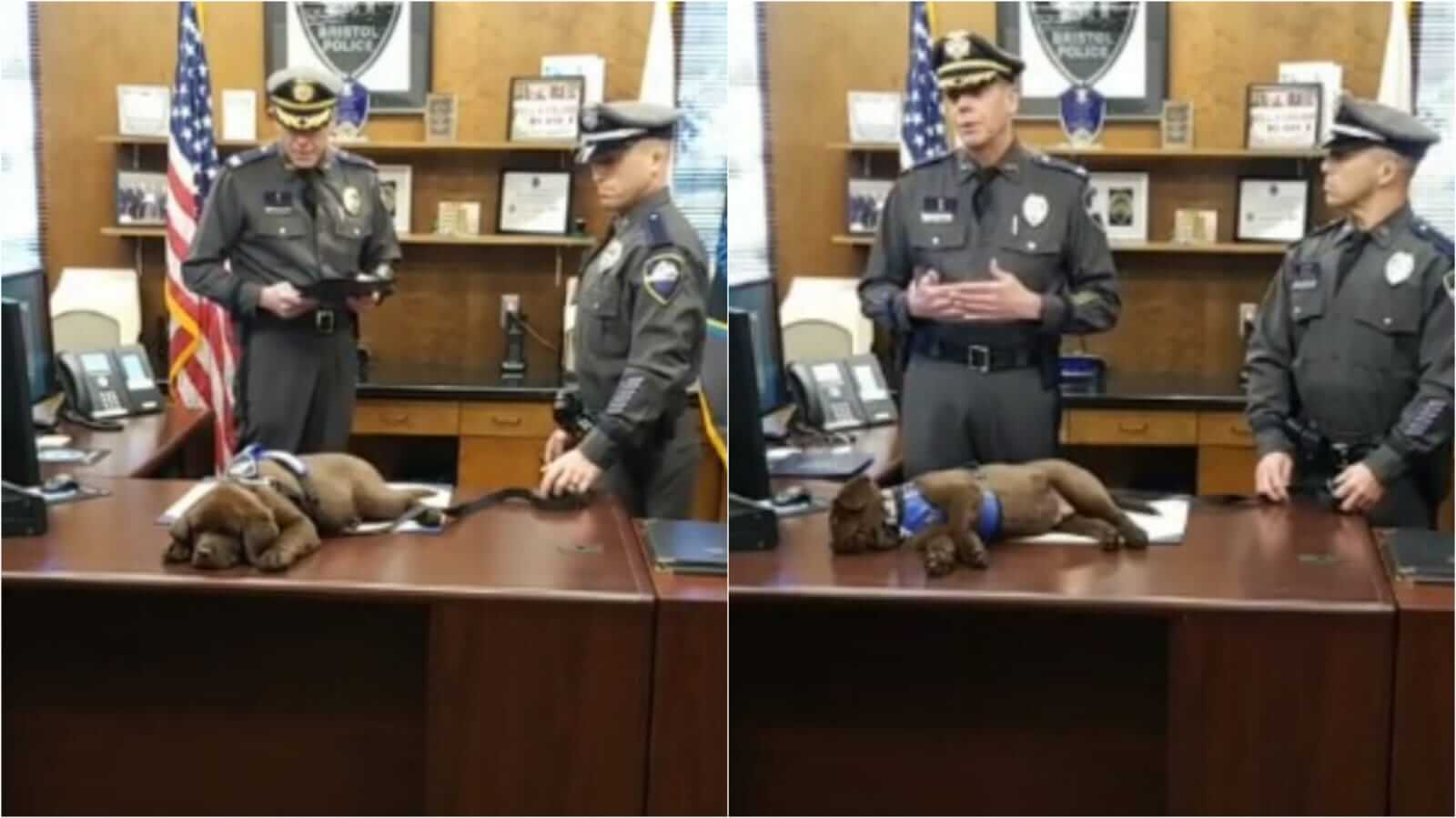 Cachorro dormindo na mesa de sala de delagacia