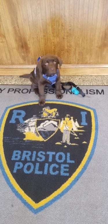 Cachorro em tapete de delagacia