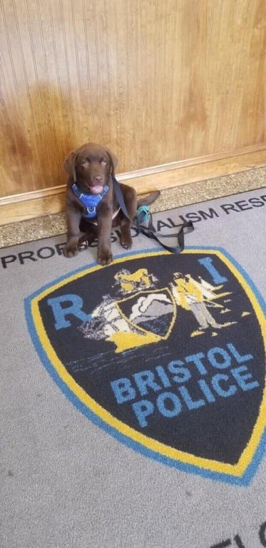 Cachorro em tapete de delagacia