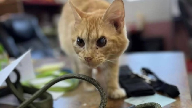 Foto: Haralson County Animal Shelter