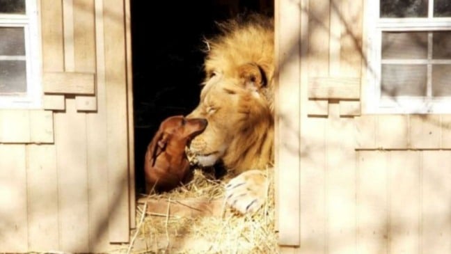 Cachorro salsicha e leão