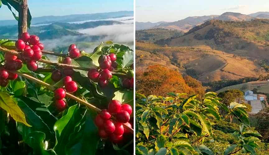 O melhor café do mundo é brasileiro e de Minas Gerais