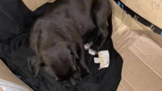 Foto: Reprodução/Facebook/Saving Hope Rescue