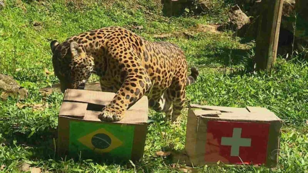 (Foto: Reprodução/RBS TV/G1)