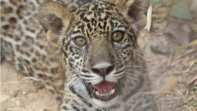 (Foto: Associação Mata Ciliar/Divulgação)