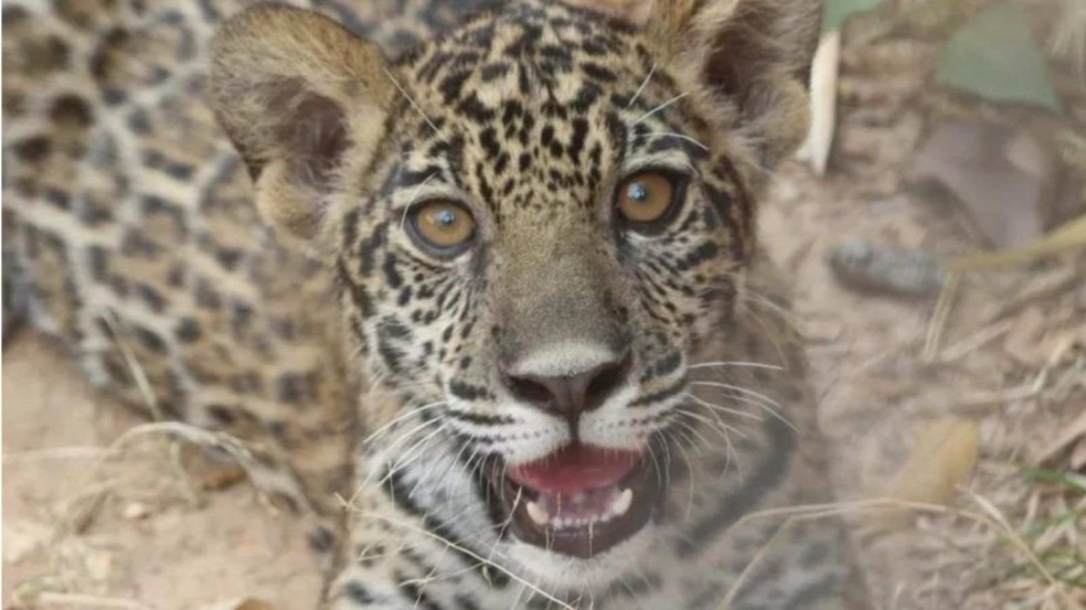 (Foto: Associação Mata Ciliar/Divulgação)