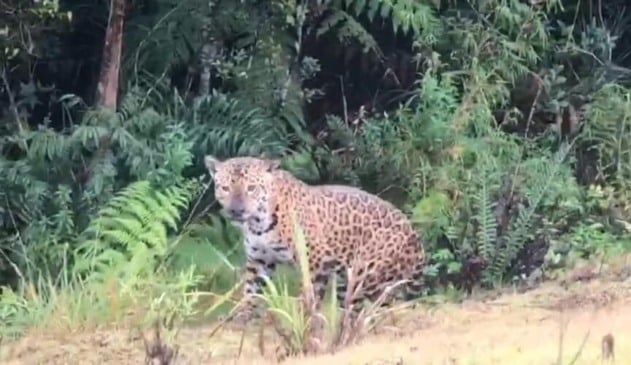 Onça que foi vista em rodovia de Louveira é fake news