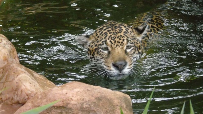 Onças-pintadas da Mata Ciliar aproveitam o calor para mostrar suas habilidades na água