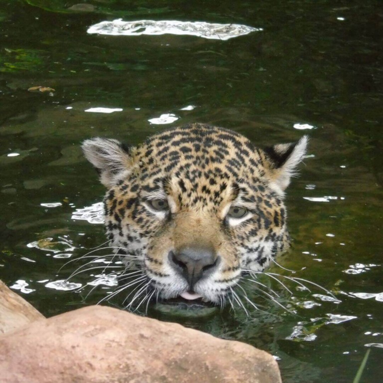 Onças-pintadas da Mata Ciliar aproveitam o calor para mostrar suas habilidades na água