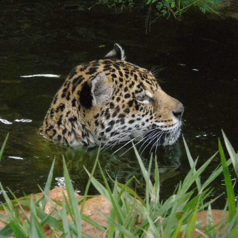 Onças-pintadas da Mata Ciliar aproveitam o calor para mostrar suas habilidades na água
