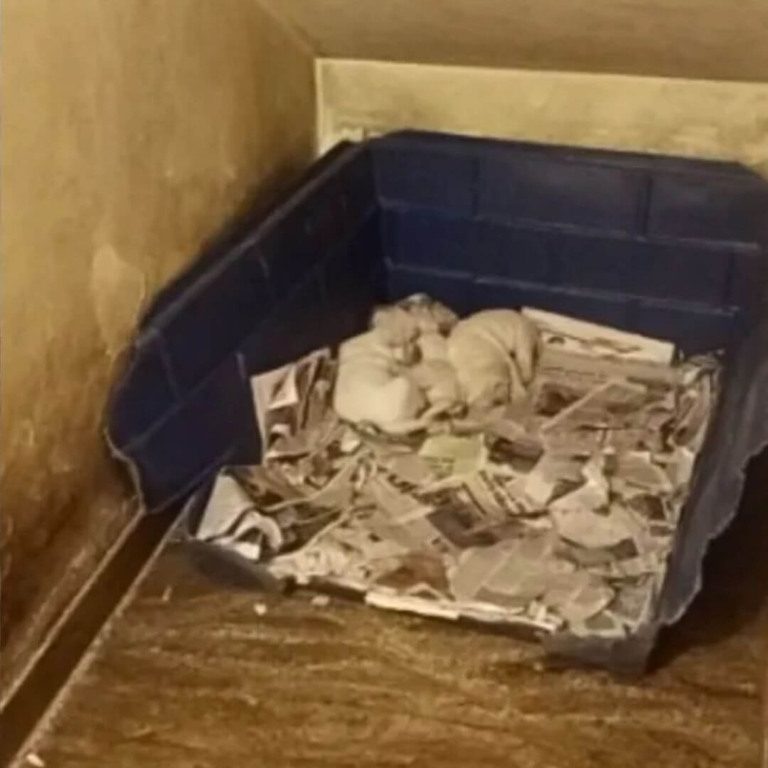 Operação de resgate salva mais de 100 cães em situação de maus-tratos em Jundiaí