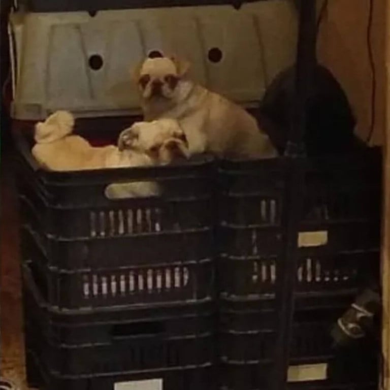 Operação de resgate salva mais de 100 cães em situação de maus-tratos em Jundiaí