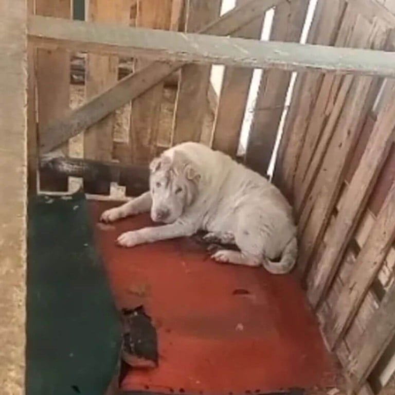 Operação de resgate salva mais de 100 cães em situação de maus-tratos em Jundiaí