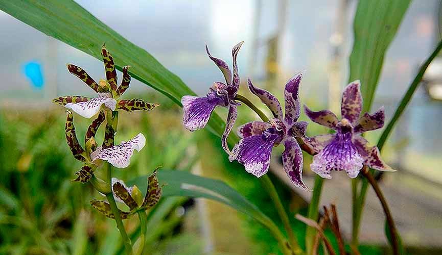 Oquivárzea começa no dia 13 de setembro