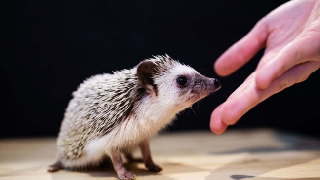 (Foto: Reprodução/ Canva)