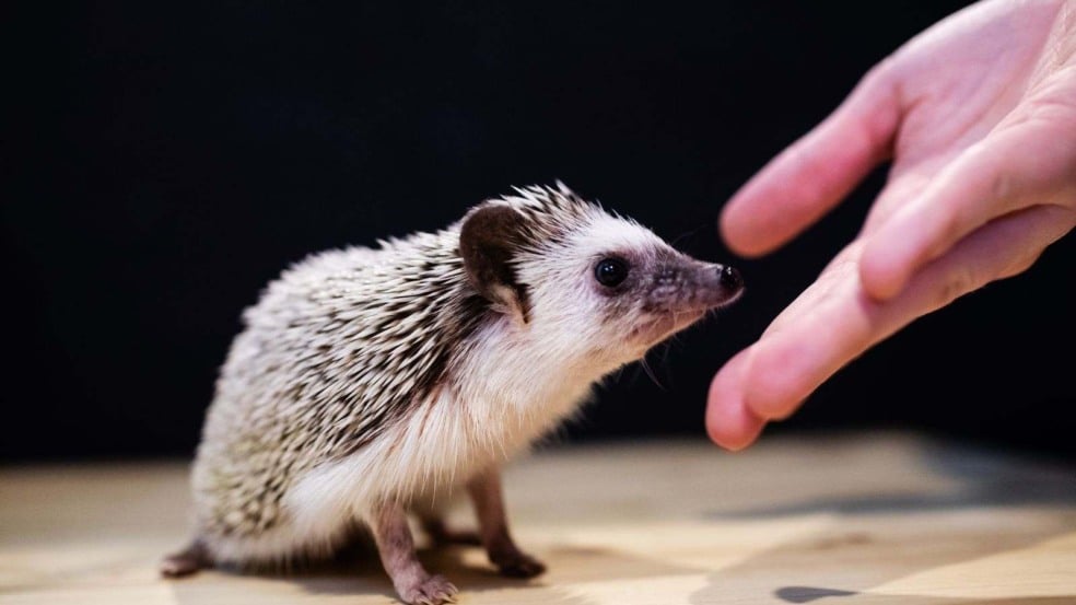 (Foto: Reprodução/ Canva)