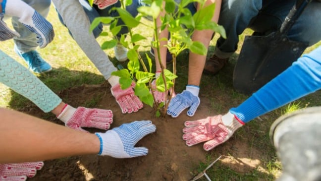 Pessoas plantando muda de árvore.