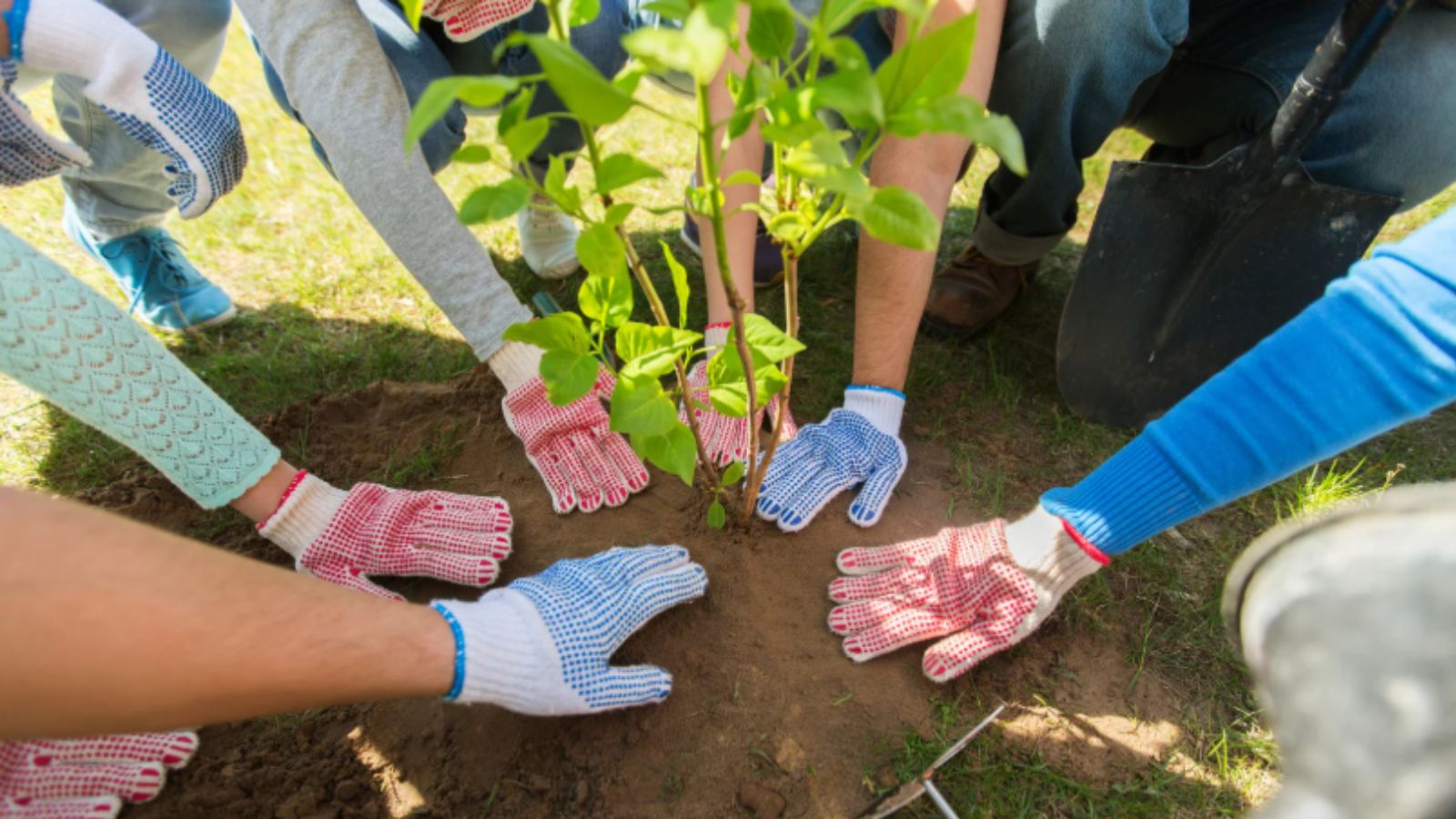 Pessoas plantando muda de árvore.