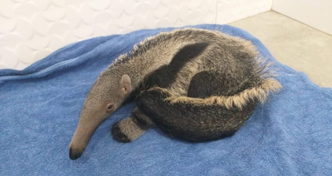 Filhote de tamanduá-bandeira é resgatado grudado ao corpo da mãe atropelada