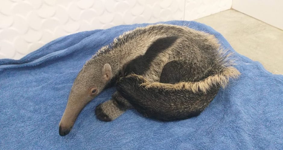 Filhote de tamanduá-bandeira é resgatado grudado ao corpo da mãe atropelada