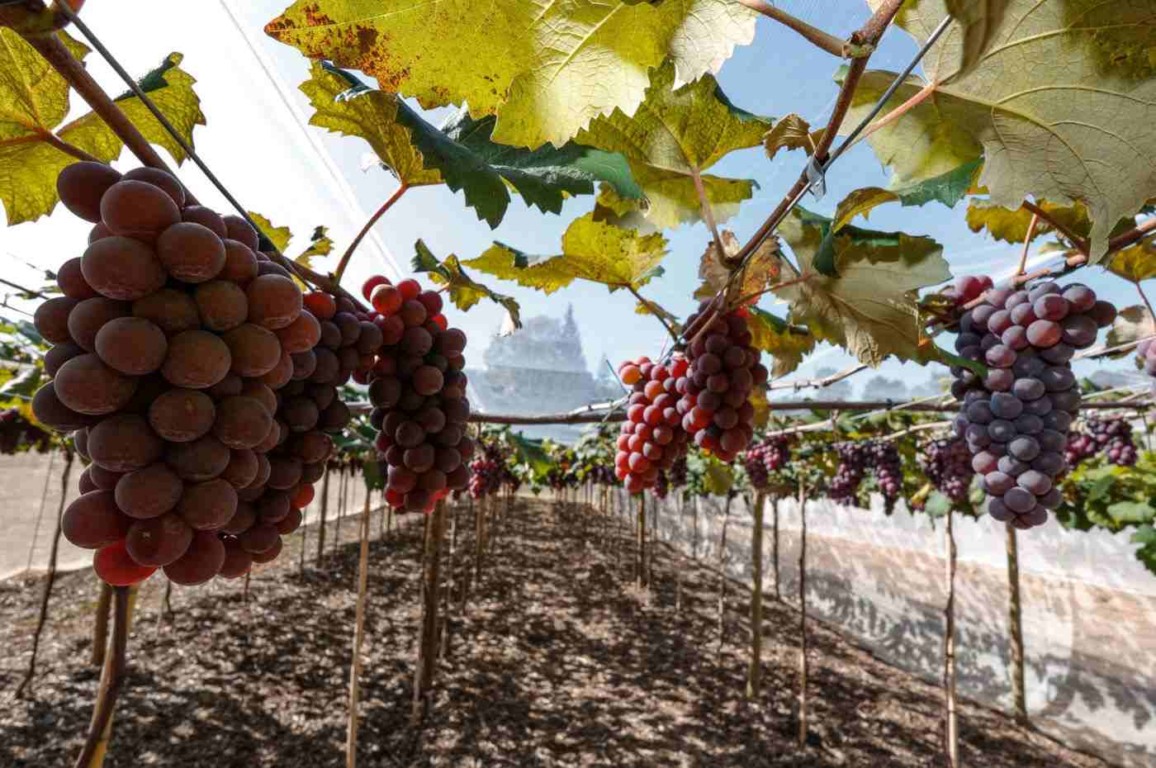 2023 consolida investimentos da Prefeitura no Agronegócio de Jundiaí