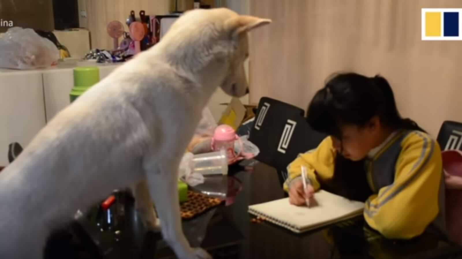 Cachorro observando menina