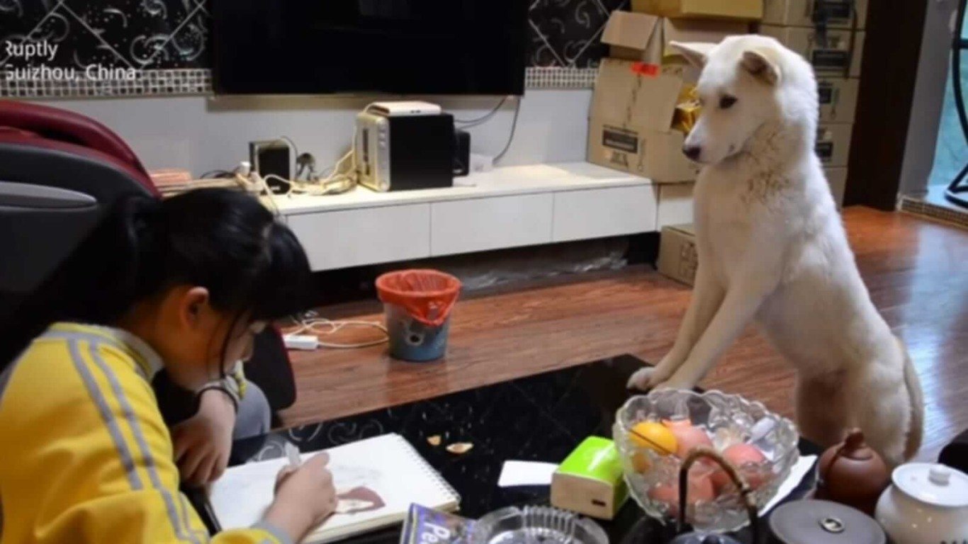 Cachorro observando menina