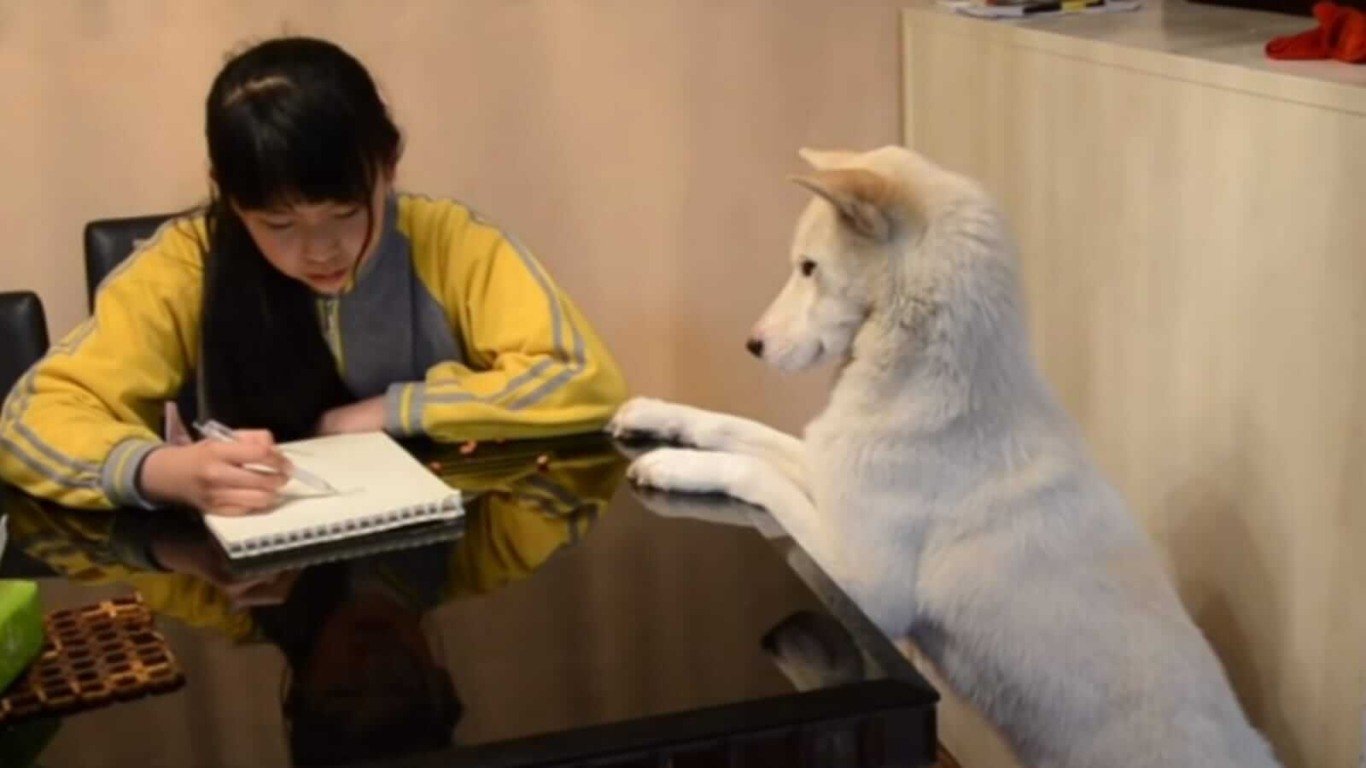 Cachorro observando menina