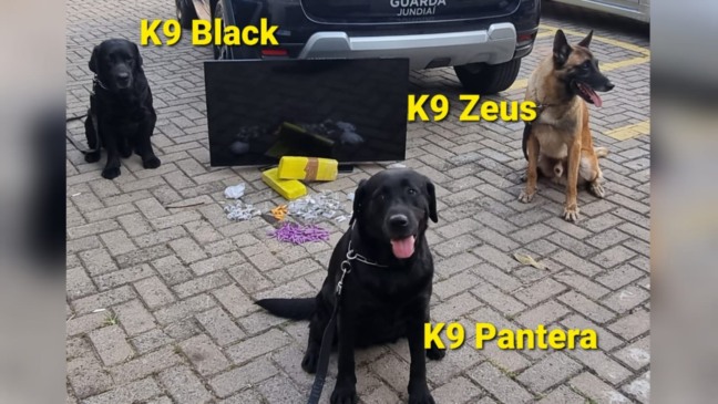 Cães do Canil da GM de Jundiaí