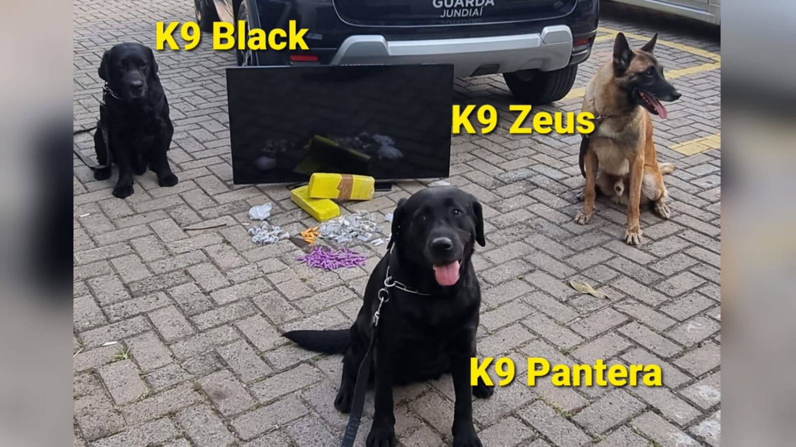 Cães do Canil da GM de Jundiaí